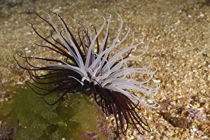 Le Midi Prints: A white-brown cylinder rose (Cerianthus membranaceus) on a sandy seabed