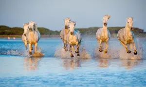 Agility Prints: White Camargue Horses running on the blue water in sunset light