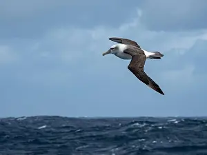 Wander Prints: White-capped albatross, Thalassarche cauta steadi