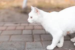 Ways Prints: White cat walking on sidewalk next to street at city street