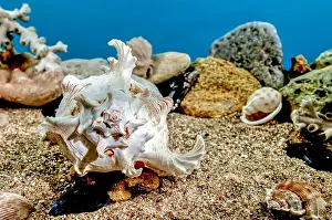 Snail Shell Prints: White Chicoreus Ramosus Murex seashell on a sand underwater