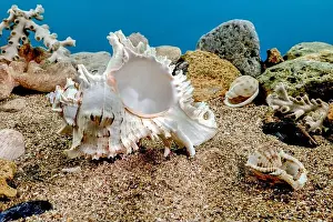 Snail Shell Prints: White Chicoreus Ramosus Murex seashell on a sand underwater