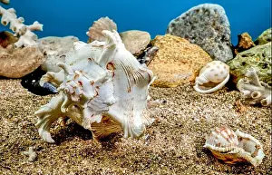 Snail Shell Prints: White Chicoreus Ramosus Murex seashell on a sand underwater