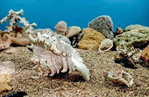 Snail Shell Prints: White Chicoreus Ramosus Murex seashell on a sand underwater