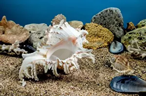 Snail Shell Prints: White Chicoreus Ramosus Murex seashell on a sand underwater