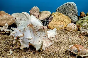 Snail Shell Prints: White Chicoreus Ramosus Murex seashell on a sand underwater