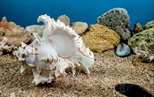 Snail Shell Prints: White Chicoreus Ramosus Murex seashell on a sand underwater