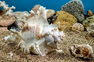 Snail Shell Prints: White Chicoreus Ramosus Murex seashell on a sand underwater
