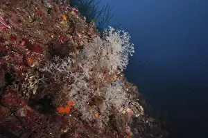 Cote Dazur Prints: White-coloured coral formations
