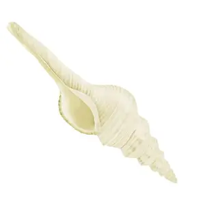 Seafaring Prints: The white conch shell of the strombus clam