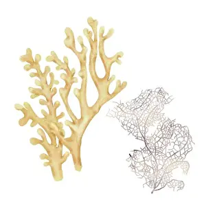 Polyp Prints: White coral, an element of the underwater world and coral reefs