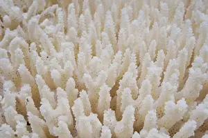 Mineralogy Prints: White coral in the sea. Close-up. Natural background