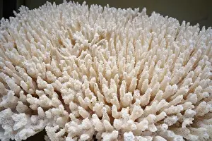 Mineralogy Prints: White coral in the sea. Close-up. Natural background