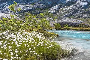 Mountainscape Prints: white cotton grass at mountain lake