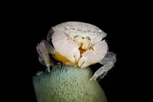 Carapace Prints: White crab with yellow eggs on top of a tube sponge, Lembeh Strait, Indonesia