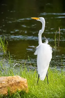 Long Legs Prints: A White crane bird in Everglades National Park, Florida, United States