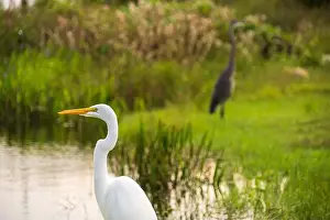 Long Legs Prints: A White crane bird in Everglades National Park, Florida, United States