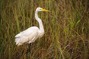 Mangroves Prints: A White crane bird in Everglades National Park, Florida, United States