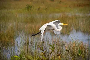 Mangroves Prints: A White crane bird in Everglades National Park, Florida, United States