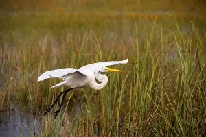 Mangroves Prints: A White crane bird in Everglades National Park, Florida, United States