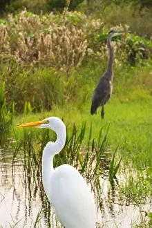 Mangroves Prints: A White crane bird in Everglades National Park, Florida, United States