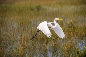 Mangroves Prints: A White crane bird in Everglades National Park, Florida, United States