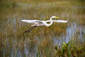 Eco Tourism Prints: A White crane bird in Everglades National Park, Florida, United States