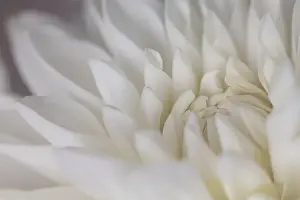 White and cream Coloured Dahlia, detailed petal shots with Macro close up detail of the flower centre