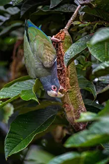 Guatemala Prints: White-crowned Parrot - Pionus senilis