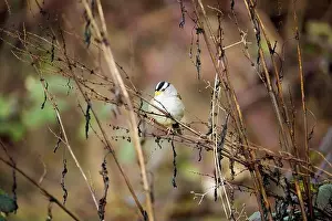 Sparrow Prints: A white-crowned sparrow perched on a branch at Cowichan Bay