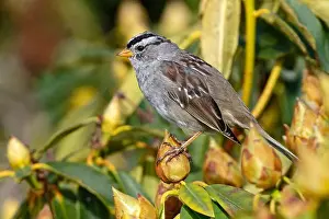 Feathered Prints: A white-crowned sparrow perched on a bush in Blaine, WA, USA