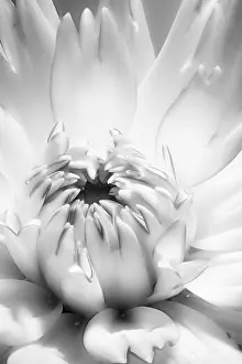 Dahlia Prints: White dahlia monochrome macro portrait of the inner of an isolated single white bright blossom