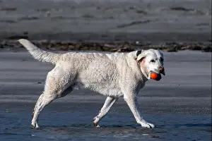 At The Edge Of Prints: White dog walking on the beach carrying a ball in its mouth, British Columbia, Canada