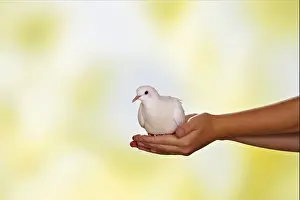 Collared Prints: white dove sitting on hand / Streptopelia roseogrisea risoria