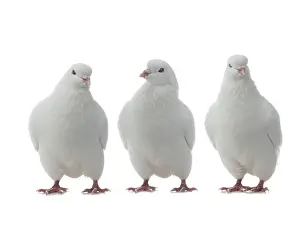 Pigeon Prints: three white doves isolated on white background