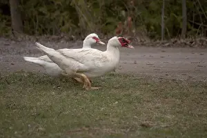 Ontario Canada Prints: white duck in the park