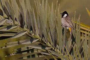 Avifauna Prints: White-eared Bulbul (Pycnonotus leucotis)