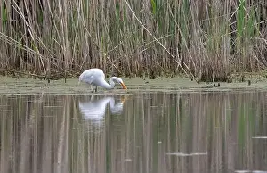Migratory Bird Prints: White Egret wading in calm marsh habitat in spring in Ontario