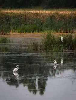 Kingston Prints: Three white egrets in still water of marshy wetland on summer day