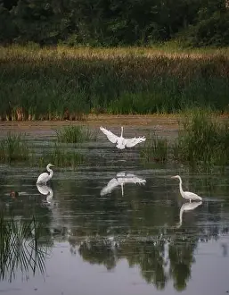 Kingston Prints: Three white egrets in still water of marshy wetland on summer day