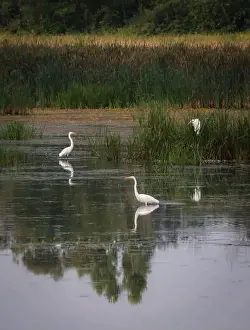 Kingston Prints: Three white egrets in still water of marshy wetland on summer day