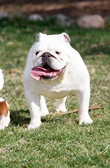 Bulldog Prints: White English Bulldog outside in the grass