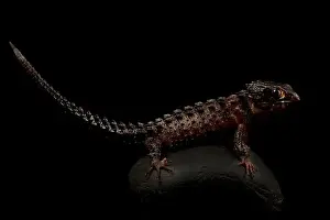 Sideview Prints: White-eyed crocodile skink (Tribolonotus novaeguineae)