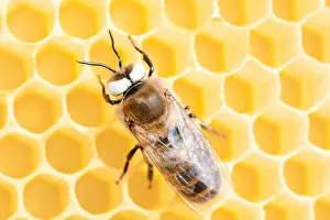 Disorder Prints: White eyed honey bee drone