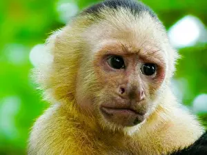 Macaque Prints: White-faced capuchin monkey, Manuel Antonio National Park, Quepos, Costa Rica