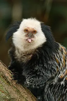 Sits Prints: White- faced Marmoset, Geoffroy's Marmoset (Callithrix geoffroyi) sticking out its tongue