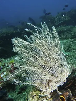 Beams Prints: White feather star with fine rays