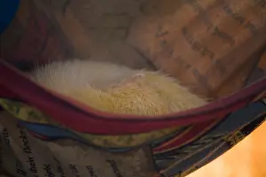 Suffolk Prints: A white ferret (Mustela putorius furo) relaxes in its hammock at Suffolk Owl Sanctuary at Stonham Barns