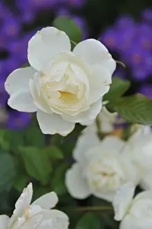 White Floribunda rose (Rosa) Class Act blooms in a garden in September