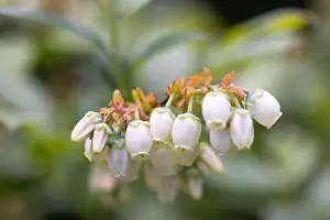 Beauty Of Nature Prints: White flowers of the blooming northern highbush blueberry bush in garden, close up